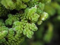 Azolla,fern,macro