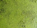 Azolla found growing on the surface of the water in the tropics. Royalty Free Stock Photo