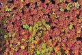 Azolla