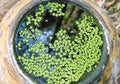 Azolla , kind of water plant at Thailand