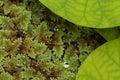 Azolla and lotus leaf top view