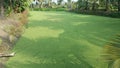 Azolla moss duckweed spread completely village pond