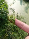 Azolla pinnata water plants Royalty Free Stock Photo