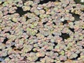 Azolla in the pond Royalty Free Stock Photo