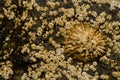 Azorean limpet and acorn barnacles. Royalty Free Stock Photo