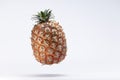 Azorean Pineapple (Ananas) fruit suspended in the air isolated on a white background. Azores Typical fruit.