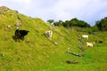 Azores - Pico island Cows and Black Oxen, Farm Animals in the wild, Cattle Group Royalty Free Stock Photo