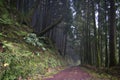 Azores: Green forest