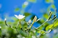 Azores Jasmine Jasminum azoricum flower in garden