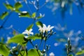 Azores Jasmine Jasminum azoricum flower in garden