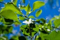 Azores Jasmine Jasminum azoricum flower in garden