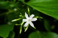 Azores Jasmine Jasminum azoricum flower in garden