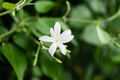 Azores Jasmine Jasminum azoricum flower in garden