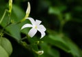 Azores Jasmine Jasminum azoricum flower in garden