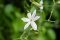 Azores Jasmine Jasminum azoricum flower in garden, blooming jasmine