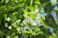 Azores Jasmine Jasminum azoricum flower in garden, blooming jasmine