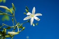 Azores Jasmine Jasminum azoricum flower in garden, blue sky background