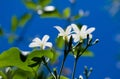 Azores Jasmine Jasminum azoricum flower in garden, blue sky background