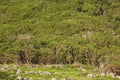 Azores landscape with green forest in Flores island, Azores. Portugal Royalty Free Stock Photo