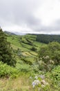 Azores Pasture