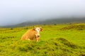 Azores - Pico island cow, Farm Animals in the wild, Stormy dark day