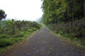 The great forests of the eastern part of Sao Miguel, the Azores