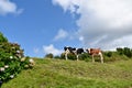 Azores - SÃÂ£o Miguel - Portugal