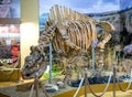 The skeleton of an ancient rhino Caucasian elasmotherium. Exhibit of the Azov Paleontological Muse