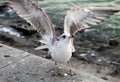 Azov seagull. City Berdyansk Ukraine