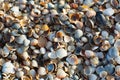 Azov seashells at sunset