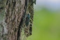 Wildlife: An Aztec Cicada is seen in an Mayan Archaeological site in Guatemala