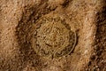 Golden antique aztec coin in sand.