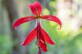 Aztec lily, Sprekelia formosissima, flowering Royalty Free Stock Photo