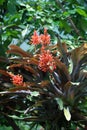 Aztec`s `Gift of the Gods` - Coral red blooming bromelia in botanical garden