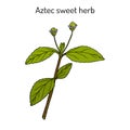 Aztec sweet herb Lippia dulcis , medicinal plant and sweetener