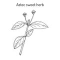 Aztec sweet herb Lippia dulcis , medicinal plant and sweetener