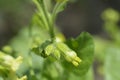 Aztec tobacco Royalty Free Stock Photo