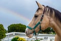 Azteca horse looking at rainbow Royalty Free Stock Photo