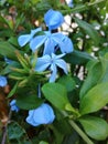 Azulina. Detail flower Southeast Spain.