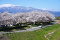 Azuma snow-capped mountains and Cherry blossom blooming in the Fukushima. Royalty Free Stock Photo