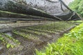 Wasabi plantation field at Daio Wasabi Farm. Ã¥Â¤Â§Ã§Å½â¹Ã£âÂÃ£Ââ¢Ã£ÂÂ³Ã¨Â¾Â²Ã¥Â Â´. Royalty Free Stock Photo