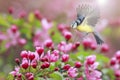 Azure bird flies near the branches of an Apple tree with pink flowers in the may spring garden Royalty Free Stock Photo