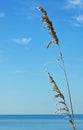 Azure Blue on the Beach Royalty Free Stock Photo