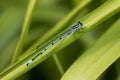 Azure Blue Damsel fly Royalty Free Stock Photo