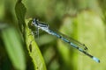 Azure Blue Damselfly insect resting on a leaf