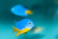 Azure Damselfish (Chrysiptera hemicyanea) Royalty Free Stock Photo