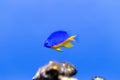 Azure Damselfish Chrysiptera hemicyanea. Royalty Free Stock Photo