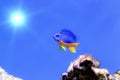 Azure Damselfish Chrysiptera hemicyanea. Fish of the genus Pomacentridae Royalty Free Stock Photo