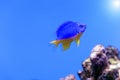 Azure Damselfish Chrysiptera hemicyanea. Fish of the genus Pomacentridae Royalty Free Stock Photo