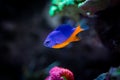 Azure Damselfish Chrysiptera hemicyanea on a reef tank